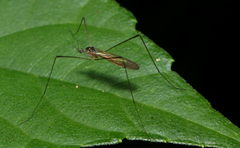 Pseudolimnophila