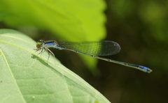Aciagrion approximans