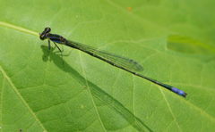 Aciagrion approximans