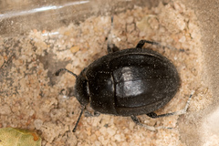 Erodius tibialis