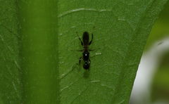 Formicosepsis