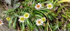 Erigeron morrisonensis