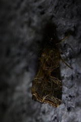 Callopistria duplicans