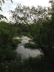 Alnus maritima oklahomensis