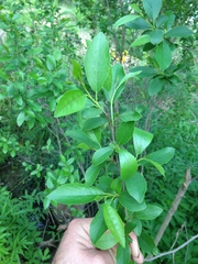 Alnus maritima oklahomensis