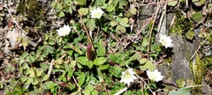 Chondrophylla