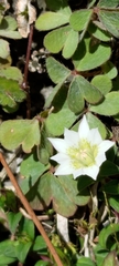 Chondrophylla