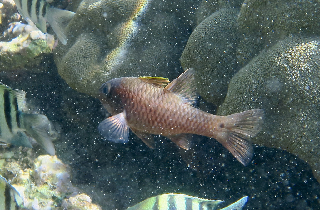 Iridescent cardinalfish (Pristiapogon kallopterus) — Apogonidae