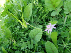 Erodium malacoides