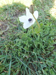 Anemone coronaria
