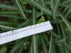 Vagaria parviflora