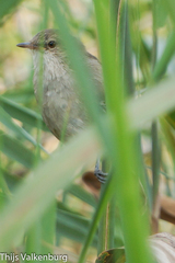 Acrocephalus gracilirostris
