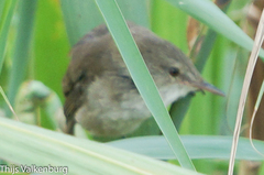 Acrocephalus gracilirostris