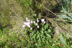 Cyclamen persicum