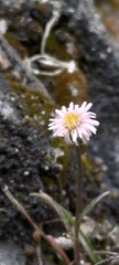 Erigeron morrisonensis morrisonensis