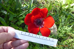 Anemone coronaria