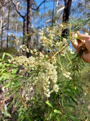 Acacia linifolia
