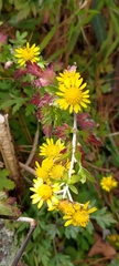 Chrysanthemum arisanense