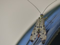 Panorpa germanica