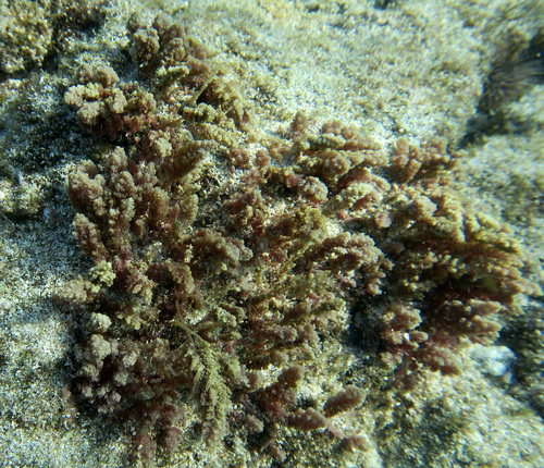 Asparagopsis taxiformis observed 2022-02-09