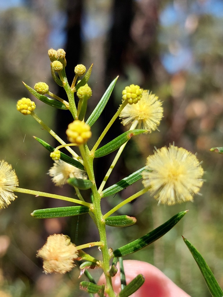 Three-veined Wattle
