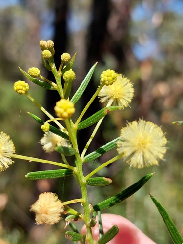 Three-veined Wattle (Acacia trinervata)