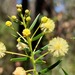 Acacia trinervata - Photo (c) David,  זכויות יוצרים חלקיות (CC BY-NC), הועלה על ידי David