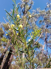 Acacia trinervata