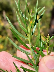 Acacia trinervata