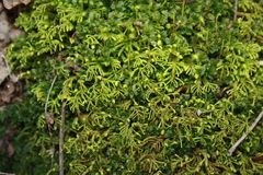 Pseudanomodon attenuatus
