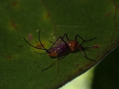 Coquillettidia xanthogaster