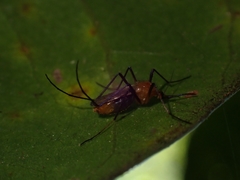 Coquillettidia xanthogaster