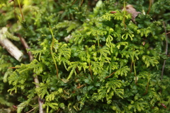 Pseudanomodon attenuatus