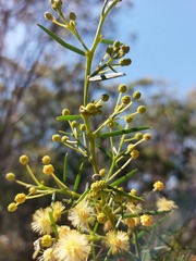 Acacia trinervata
