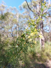 Acacia trinervata