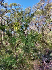 Acacia trinervata