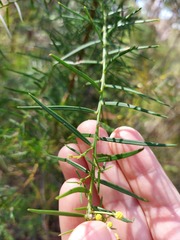 Acacia trinervata