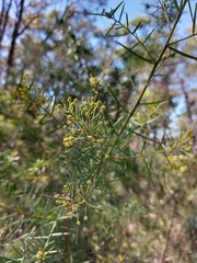 Acacia trinervata