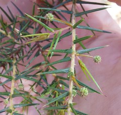 Acacia ulicifolia