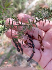 Acacia ulicifolia