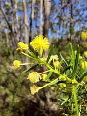 Acacia trinervata