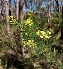 Acacia trinervata