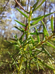 Acacia trinervata