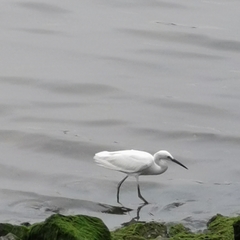 Egretta garzetta
