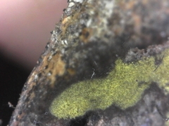 Tubeufiales