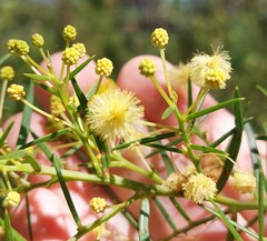 Acacia trinervata