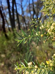 Acacia trinervata