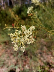 Acacia linifolia