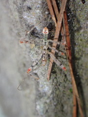 Endochus cingalensis