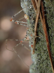 Endochus cingalensis